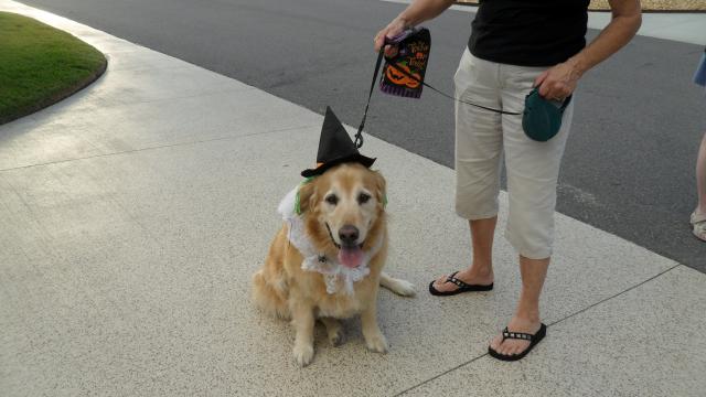 Mulligan - The Wizard of Montbrook