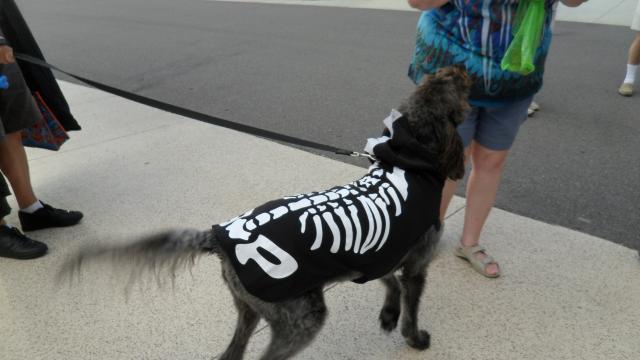 Indy - Anyone got a Bone?