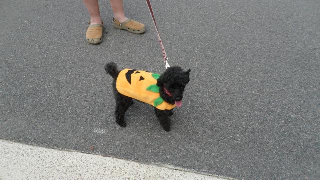 Savanah the Punk-in' Dog