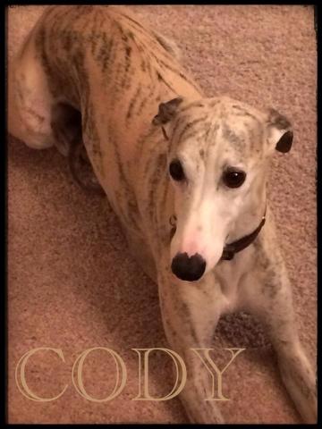 Cody the Whippet
My little buddy