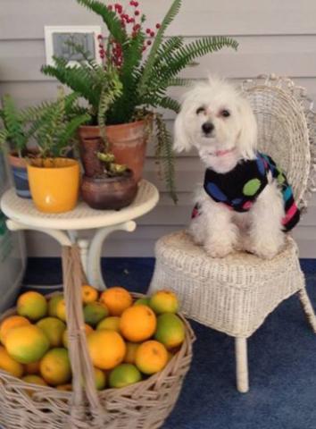 Molly collected oranges!