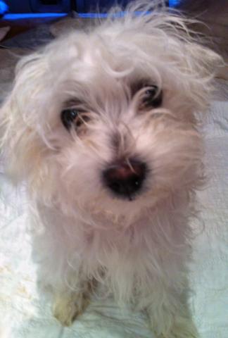 Baby Molly