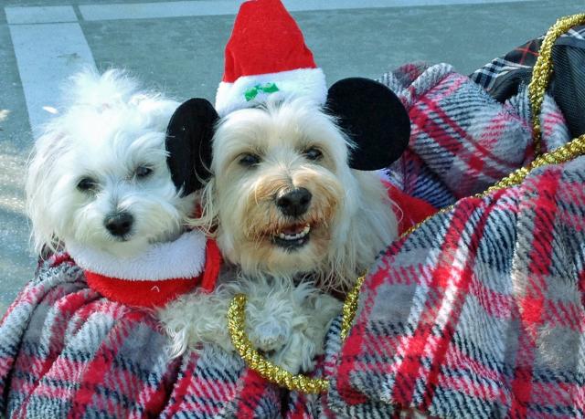 Santa's Helpers
Molly & Butters