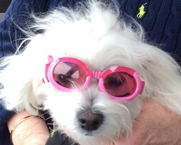 Molly's Doggles