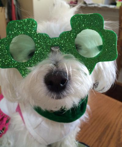 HAPPY ST PATRICK'S DAY!
XO MOLLY