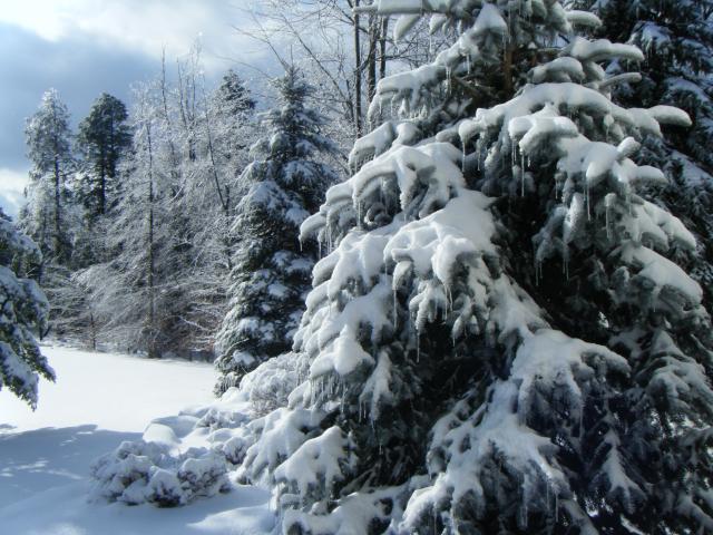 2009 01120002