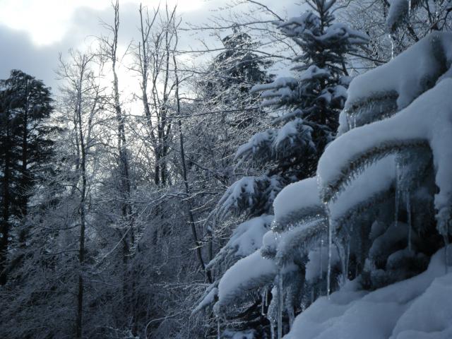 2009 01120031