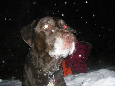Duke