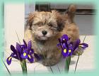 Havanese Pup