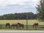 Love to go on the golf cart paths to see the horses.