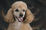 Cinnamon, Miniature Poodle