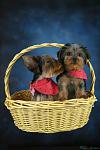 Crush & Crash, Yorkshire Terrier Puppies