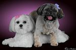 Maggie & Scout, Shih Tzu