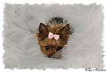 Pebbles, Yorkshire Terrier