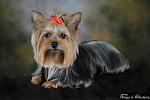 Pebbles, Yorkshire Terrier