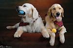 Raleigh & Sparky, Golden Retrievers