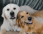 Raleigh & Sparky, Golden Retrievers