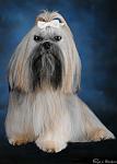 Wilson Griffith, Shih Tzu