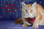 Red Ted, Maine Coon