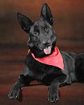 Remington, German Shepherd Dog