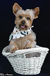 Monty, Yorkshire Terrier