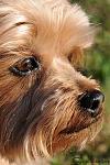 Monty, Yorkshire Terrier