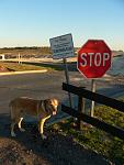 No tresspassing? Ok, Caly here is the plan, you run into the area like a crazy dog and I will have to come in to find you.....