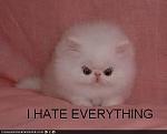 funny pictures cat hates everything