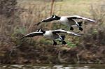 gliding geese