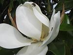 "Bee" my Magnolia