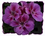 Just some simple petunias made to look like an oil painting.