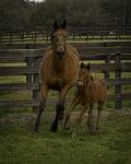 A mom and her new foal cavorting at Bridlewood Farms in Ocala.
