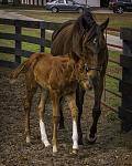"I Love You Mom". One of my favorites of a newborn foal and his mother taken at Bridlewood Farms in Ocala.