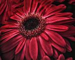 Just a "Red Beauty" that I like, another flower taken while wandering around the flower section at Fairfield Farms Nursery.