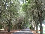 View of the tree lined and covered trail near SaddleBrook Rec Center