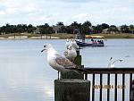 View from the board walk at Sumter Landing