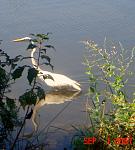 Egret Fishing