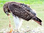 hawk eating