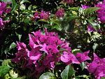 Maui bougainvillea