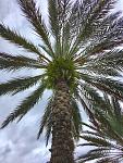 My favorite type of palm tree.