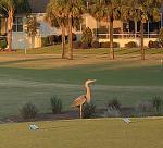 heron_golfer