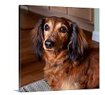 Long Haired Dachshund