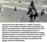 carry donkey