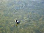 Duck ala Lake