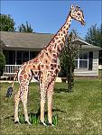 Jack Burgess giraffe