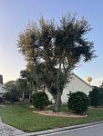 Live Oak removal 
 
You can contact us at: 
352-461-4890