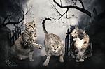 Cats Halloween